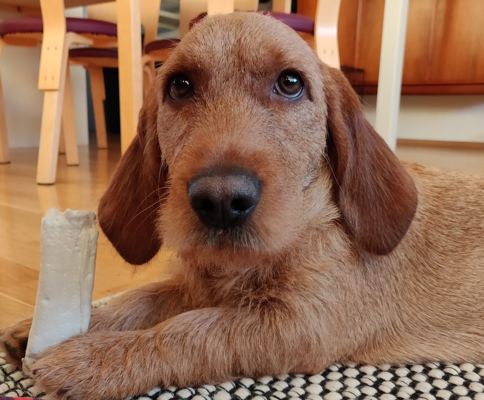 Porte-couteaux "Basset" – Image 3